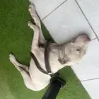 بتبل ذكر