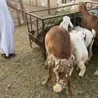 سواكن حمري وزن