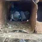 حمام جواز للبيع