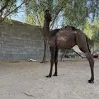 حاشي بلدي طيب مغلق ماشاءالله