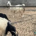 معزا