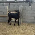 فحل ادهم السن ثني