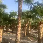 نخيل فاخر من الأخر