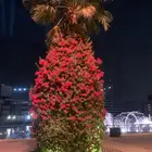 أشجار جهنمية