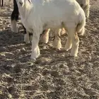 خروف ورخل حريات