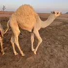 قعود