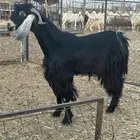 تبس رباع مشروط