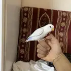 فرخ روز الييف هددد داخلي وخارجي نشبههه