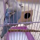 طيور روز للبيع