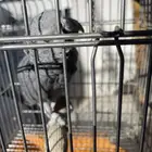 كاسكو ذكر متكلم