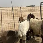 للبيع ثنيه طيبه