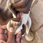 شاه متبع معها رخلين في القويعية