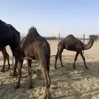 قعدان