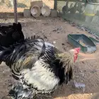 بط مصري و دجاج