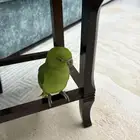 ببغاء الدره العمر خمس شهور اليف