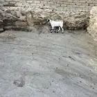 مشروع فحل