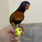 ببغاء لوري أليف وهدد