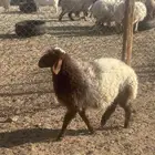 رخله نعيم