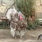 للبيع دجاج منتج