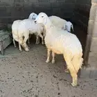 رخال جبرات