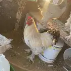دجاج براهمة  ودي كان