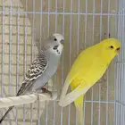 جوز بادجي وذكر صنف للبيع