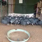 دجاج حبش عمره 4 شهور الحبه 20 ريال