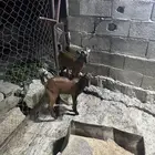 بهم تربيه