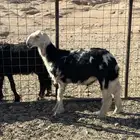 خروف طيب مشروع فحل غير مشروط عمر4 شهور