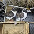 خلف مجمع البدر