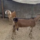 معزا هجين وعل  معزا خلفات