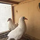 حمام فرنسي زوج شرط صحه