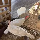 للبيع رومي