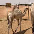 قعود وبكره للبيع