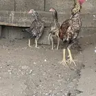 دجاج باكستاني للبيع