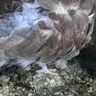 حمام كشكي ليمون و رديوس بلوبار للبيع مجموعه