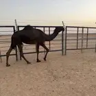 بكار للبيع