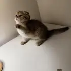 قطه للبيع