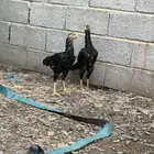 دجاج باكستاني