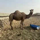 جمل للبيع