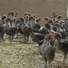 صوص فيومي شبابي دم صافي