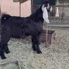 تيس عارضي