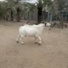 تيس قزمي اصل