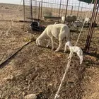 شاه حريه والد معها خروف