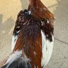 طقم مكنتوش فوليا