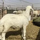 خروف حري طيب شحم