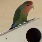 اجواز روز منتجة
