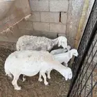 خلفات للبيع غنم
