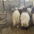 طليان نعيم للبيع