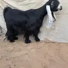 عرض بيع معزاء عوارض صنف